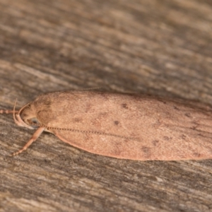 Garrha carnea at Melba, ACT - 30 Dec 2021 11:05 PM