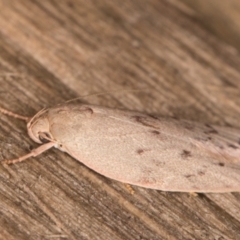 Heliocausta undescribed species (A concealer moth) at Melba, ACT - 30 Dec 2021 by kasiaaus