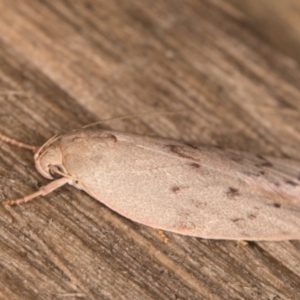 Heliocausta undescribed species at Melba, ACT - 30 Dec 2021