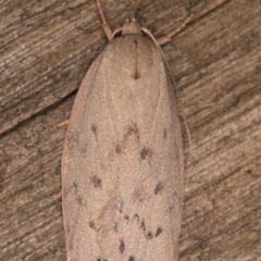 Heliocausta undescribed species at Melba, ACT - 30 Dec 2021 11:05 PM