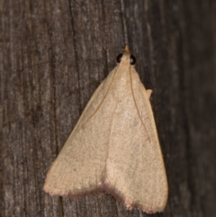 Ocrasa albidalis (A Pyralid moth) at Melba, ACT - 30 Dec 2021 by kasiaaus