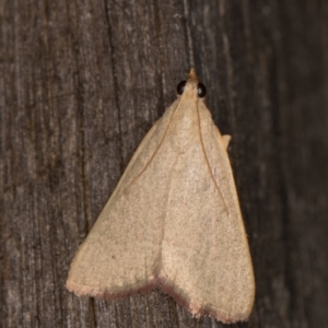 Ocrasa albidalis at Melba, ACT - 30 Dec 2021