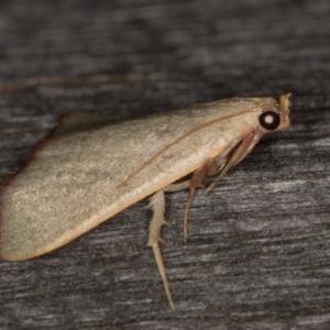 Ocrasa albidalis at Melba, ACT - 30 Dec 2021 11:05 PM