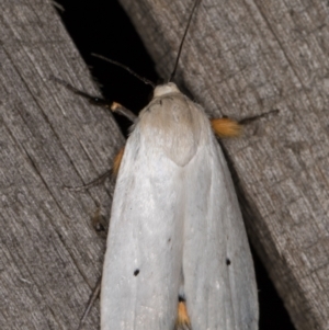 Maroga melanostigma at Melba, ACT - 30 Dec 2021 11:13 PM