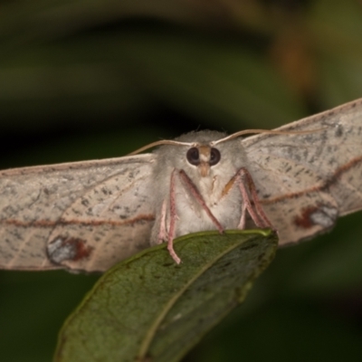 Antictenia punctunculus (A geometer moth) at Melba, ACT - 30 Dec 2021 by kasiaaus