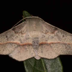 Antictenia punctunculus at Melba, ACT - 30 Dec 2021