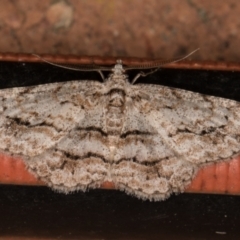 Didymoctenia exsuperata (Thick-lined Bark Moth) at Melba, ACT - 30 Dec 2021 by kasiaaus