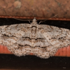 Didymoctenia exsuperata at Melba, ACT - 30 Dec 2021