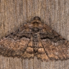 Aporoctena undescribed species (A Geometrid moth (Ennominae)) at Melba, ACT - 30 Dec 2021 by kasiaaus