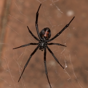 Latrodectus hasselti at Melba, ACT - 30 Dec 2021 11:20 PM