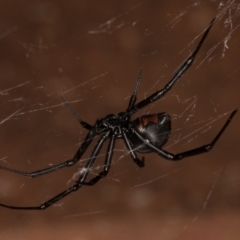 Latrodectus hasselti at Melba, ACT - 30 Dec 2021 11:20 PM