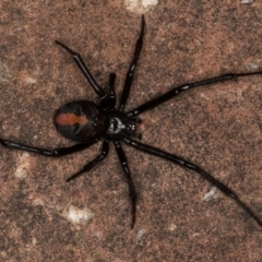 Latrodectus hasselti at Melba, ACT - 30 Dec 2021 11:20 PM