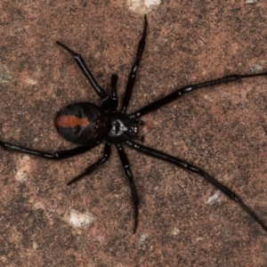 Latrodectus hasselti at Melba, ACT - 30 Dec 2021 11:20 PM