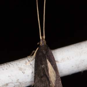 Lecithocera terrigena at Melba, ACT - 30 Dec 2021