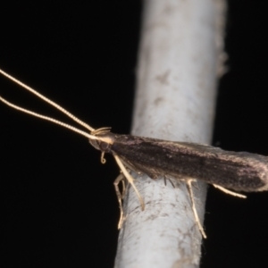 Lecithocera terrigena at Melba, ACT - 30 Dec 2021