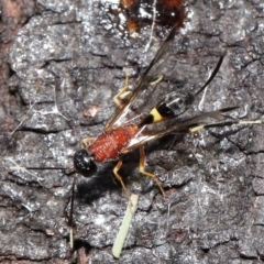 Pristaulacus sp. (genus) (A parasitic wasp) at Fyshwick, ACT - 22 Feb 2022 by TimL
