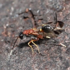 Pristaulacus sp. (genus) at Fyshwick, ACT - 23 Feb 2022 10:59 AM