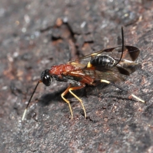 Pristaulacus sp. (genus) at Fyshwick, ACT - 23 Feb 2022 10:59 AM