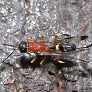 Pristaulacus sp. (genus) at Fyshwick, ACT - 23 Feb 2022