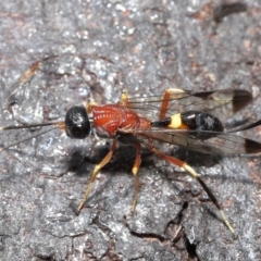 Pristaulacus sp. (genus) at Fyshwick, ACT - 23 Feb 2022 10:59 AM