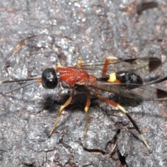 Pristaulacus sp. (genus) at Fyshwick, ACT - 23 Feb 2022