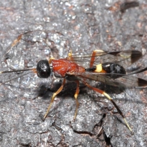 Pristaulacus sp. (genus) at Fyshwick, ACT - 23 Feb 2022