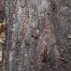 Pristaulacus sp. (genus) at Fyshwick, ACT - 23 Feb 2022