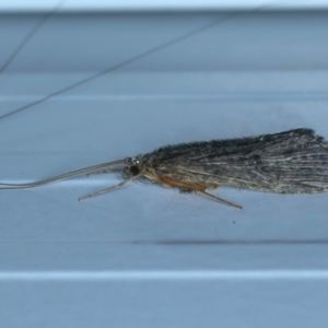 Leptoceridae sp. (family) at Thredbo, NSW - 19 Feb 2022 08:42 PM