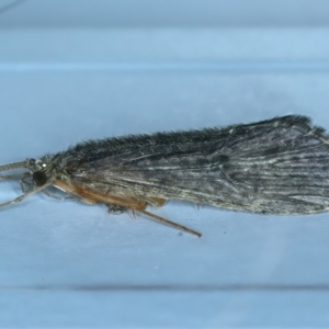 Leptoceridae sp. (family) at Thredbo, NSW - 19 Feb 2022