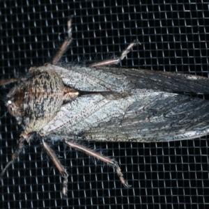 Tettigarcta crinita at Thredbo, NSW - 19 Feb 2022