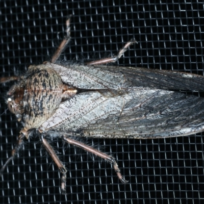Tettigarcta crinita (Alpine Hairy Cicada) at Kosciuszko National Park - 19 Feb 2022 by jb2602