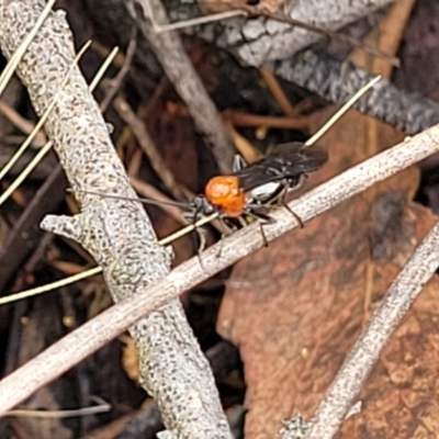 Braconidae (family) (Unidentified braconid wasp) at Block 402 - 25 Feb 2022 by trevorpreston