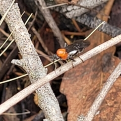 Braconidae sp. (family) (Unidentified braconid wasp) at Denman Prospect 2 Estate Deferred Area (Block 12) - 25 Feb 2022 by tpreston
