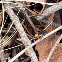 Braconidae (family) at Molonglo Valley, ACT - 25 Feb 2022 12:44 PM