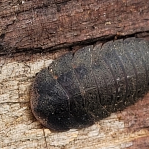 Laxta granicollis at Molonglo Valley, ACT - 25 Feb 2022