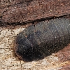 Laxta granicollis (Common bark or trilobite cockroach) at Molonglo Valley, ACT - 25 Feb 2022 by trevorpreston