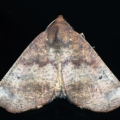 Mnesampela privata (Autumn Gum Moth) at Kosciuszko National Park, NSW - 19 Feb 2022 by jb2602