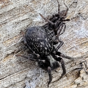 Badumna sp. (genus) at Molonglo Valley, ACT - 25 Feb 2022 12:28 PM