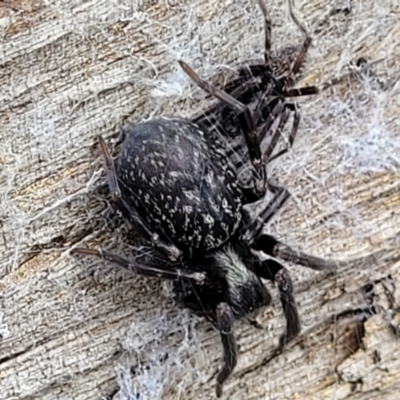 Badumna sp. (genus) (Lattice-web spider) at Molonglo Valley, ACT - 25 Feb 2022 by trevorpreston