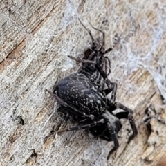 Badumna sp. (genus) at Molonglo Valley, ACT - 25 Feb 2022