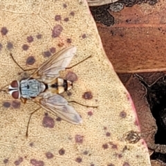 Prosena sp. (genus) (A bristle fly) at Block 402 - 25 Feb 2022 by trevorpreston