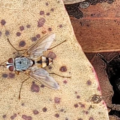 Prosena sp. (genus) (A bristle fly) at Block 402 - 25 Feb 2022 by trevorpreston