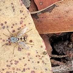 Prosena sp. (genus) at Molonglo Valley, ACT - 25 Feb 2022