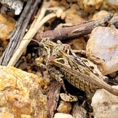 Paratettix australis (A pygmy grasshopper) at Block 402 - 25 Feb 2022 by trevorpreston