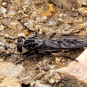 Cerdistus exilis at Stromlo, ACT - 25 Feb 2022