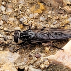 Cerdistus exilis (Robber Fly) at Stromlo, ACT - 25 Feb 2022 by trevorpreston