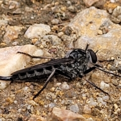 Cerdistus exilis at Stromlo, ACT - 25 Feb 2022