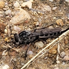 Cerdistus exilis at Stromlo, ACT - 25 Feb 2022