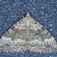Chrysolarentia opipara (Sumptuous Carpet) at Kosciuszko National Park, NSW - 19 Feb 2022 by jb2602