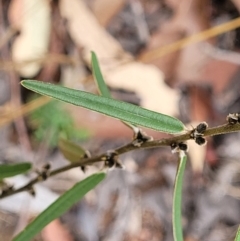 Hovea heterophylla (Common Hovea) at Piney Ridge - 25 Feb 2022 by tpreston